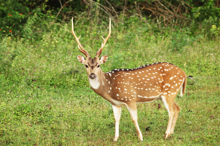 Gujarat Wildlife Tour Package